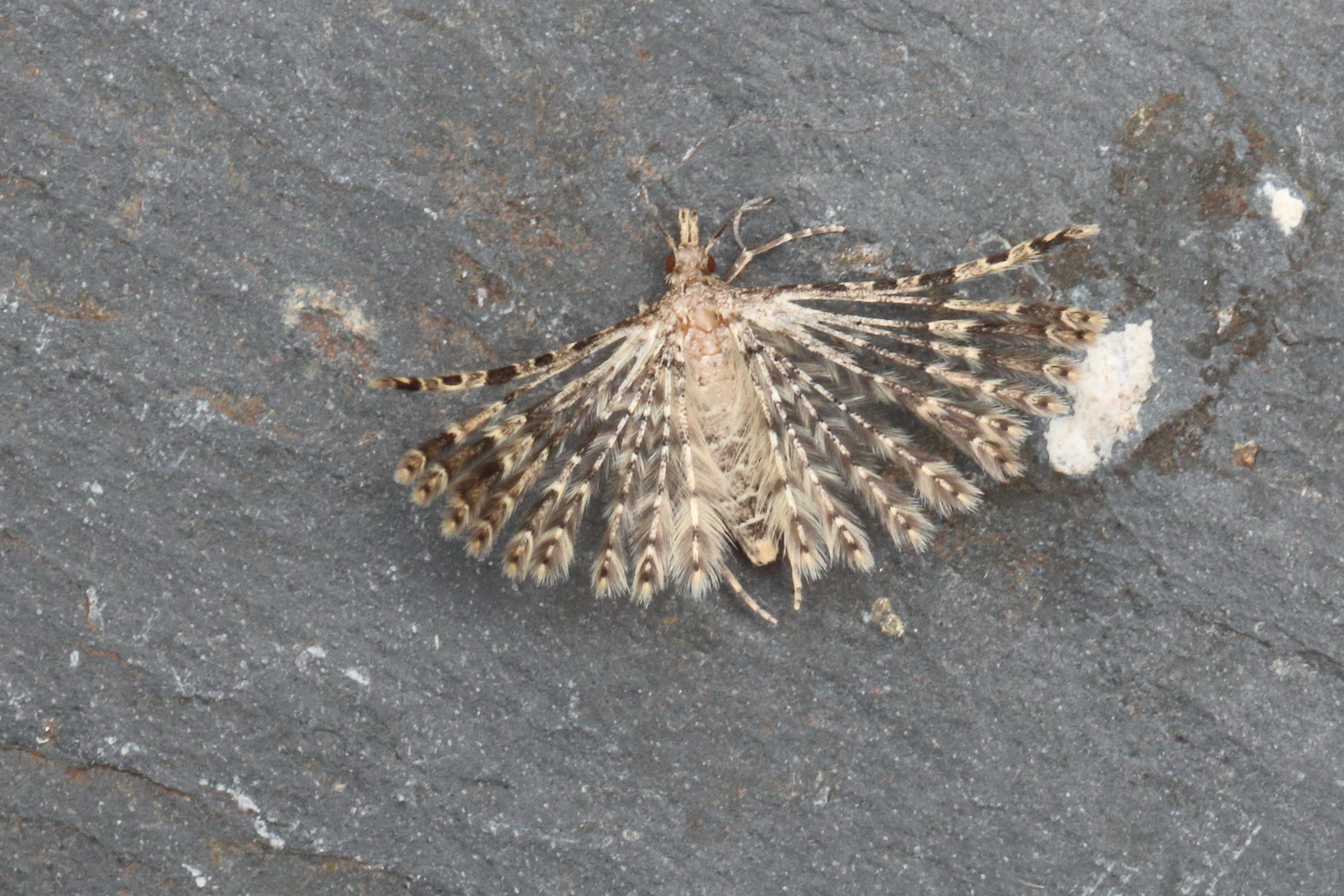 Photo of Twenty-plume Moth (Alucita hexadactyla)